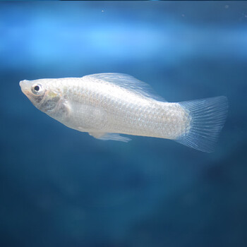 养小型热带鱼下崽胎生鱼水族馆家养宠物鱼活体-岚黛 银玛丽5条(2-3cm)