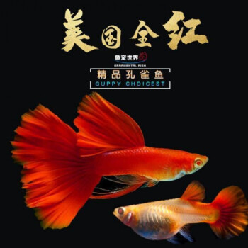 店鋪推薦孔雀魚純種觀賞魚活孕母臨產魚苗淡水寵物金魚練手小型胎生魚