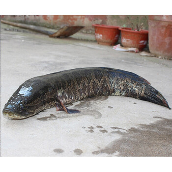 轻恋密云水库鱼 新鲜黑鱼 乌鱼 一根主刺 酸菜鱼 2斤