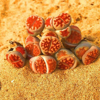 topred特选红窗玉母本如图生石花屁股基地直供便宜卧室115厘米10颗