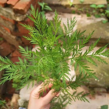 之润青蒿种子中药材种籽野生春秋播青蒿素艾蒿香蒿黄花蒿种孑蒿子草籽