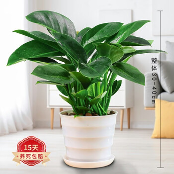 草庄金钻蔓绿绒 大型植物室内阳台植物常绿盆栽叶蔓天好养绿植 金钻高