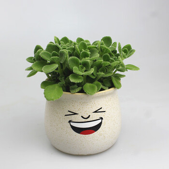 碰碰香多肉植物净化空气办公室驱蚊除臭一摸香带盆 白色笑脸 碰碰香
