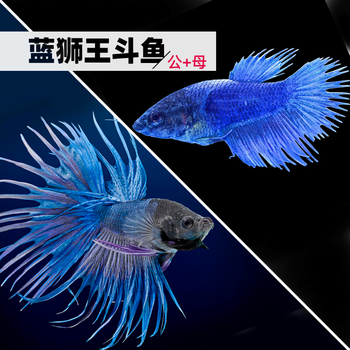 耐养耐活家养活物办公鱼缸水族馆鱼的观赏鱼-岚黛 蓝色狮王斗鱼一对