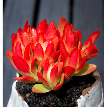 火祭多头群生多肉植物组合盆栽迷你绿植花卉肉肉植物火祭群生多头裸根不带土 图片价格品牌报价 京东