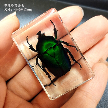 树脂标本琥珀蝗虫螃蟹金龟子蜜蜂锹甲叶甲蜘蛛 翠绿色_苹绿唇花金龟
