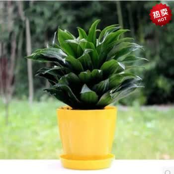 万年青盆栽四季常青绿色盆栽绿植室内植物太阳神 黄色花瓣盆默认 图片价格品牌报价 京东