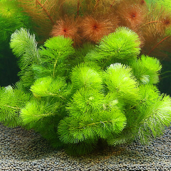 中后景活体真水草懒人淡水有茎类造景植物鱼缸造景装饰绿松尾15支一组