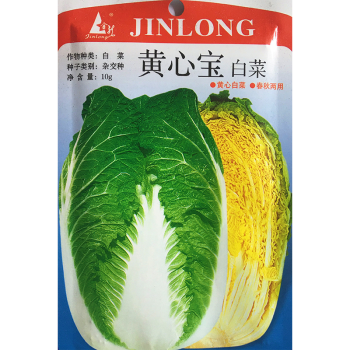 金龍 黃心大白菜種子 黃心寶白菜種子 包心白菜種籽雜交種春秋季大