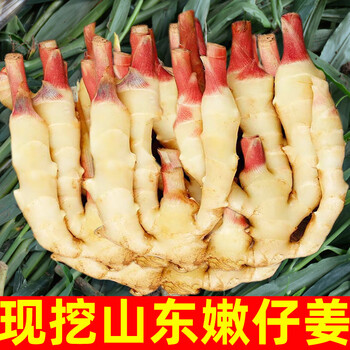十里馋嫩姜新鲜仔姜子姜红芽姜指头生姜5斤山东 1000g【图片 价格