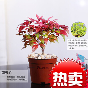 南天竹盆栽绿植室内净化空气绿植南天竹盆景水培植物室内小盆栽90 原盆火焰南天竹 带盆栽好 图片价格品牌报价 京东