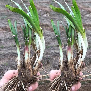 长耕山东红根韭菜根苗现挖宽叶紫根韭菜家庭阳台盆栽老品种蔬菜种子苗