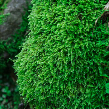 鮮活苔蘚植物盆景鋪面假山青苔微景觀diy材料水陸缸吸水石白髮蘚小灰