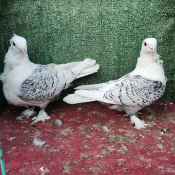 oimg鸽子活一对观赏鸽凤尾摩登那点子两头乌淑女种鸽大全物短嘴体成年