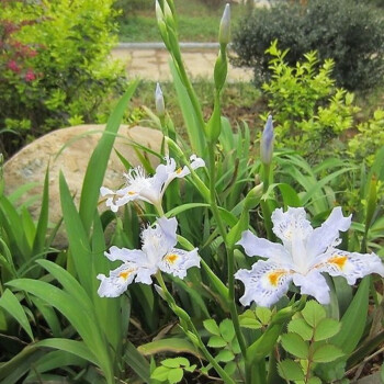 鸢尾花盆栽鸢尾花花苗蓝色鸢尾花大苗庭院地栽水生植物白燕尾10棵不含