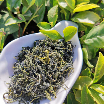 晨臻正宗绿茶2022新茶板栗浓香耐泡手工大田茶叶500g散装山东特产500g