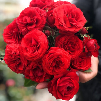 灌木欧洲月季花苗四季开花带盆栽好特大花浓香果汁阳