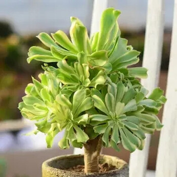 红覆轮锦组合三仙老桩缀化手捧多头红黑铜壶花卉植物盆栽艳日伞不含盆