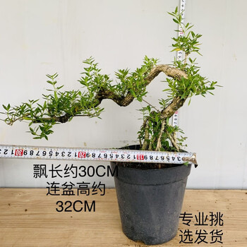 秋颖小叶红芽雀梅悬崖盆景罗汉松白蜡福建茶金边六月雪胡椒木悬崖造型