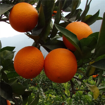 江西赣南橙子脐橙大果橙子当季整箱甜橙果冻橙 10斤