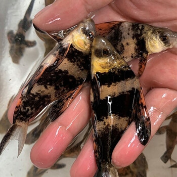 忘己冷水清道鱼小型清洁鱼缸垃圾除藻好养淡水观赏一帆风顺鱼 一帆