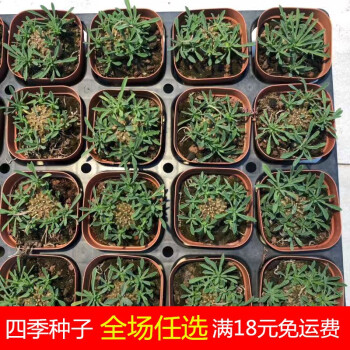 办公桌奇趣峨眉山麒麟多肉植物大戟科块根多肉植物火星人断崖女王峨眉山6 5厘米盆群生不含盆 图片价格品牌报价 京东