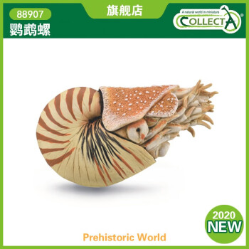 COLLECTA英国CollectA我你他史前海洋动物模型古生物昆虫壳类合集 88907鹦鹉螺