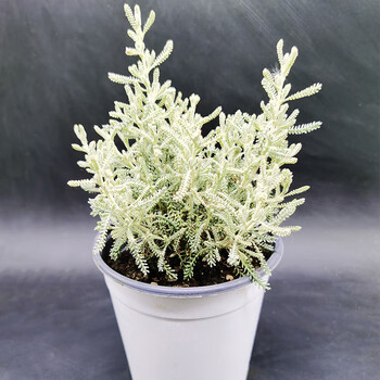 绵杉菊耐寒灌木香草盆栽香味浓郁庭院家居绿植花卉绵杉菊12cm盆径苗带