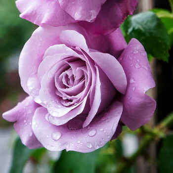 5年生嫁接裸根苗 玫昂月季系列龙沙宝石等月季花卉预售 夏尔戴高乐