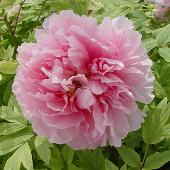 牡丹大苗盆栽花卉庭院室外阳台植物室内四季好养大花圣代79分枝大苗