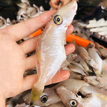 新鮮大號扒皮魚500g剝皮魚小號馬面耗兒魚冷凍橡皮魚海鮮水產廣東昌盛