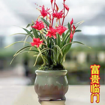 苗花卉边艺建兰四季兰草超香富贵临门2苗连体包活包开花裸根不带土