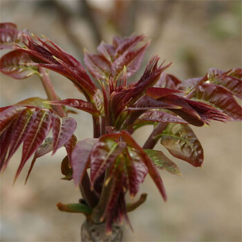 香椿種子紅椿樹紅香椿芽苗菜香椿樹盆栽四季播紅油香椿種籽紅油香椿淨