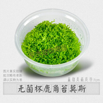 鱼缸造景莫斯水草植物活体慕斯片散装莫丝树球沉木大三角垂泪美凤造景花色无菌杯鹿角苔 图片价格品牌报价 京东