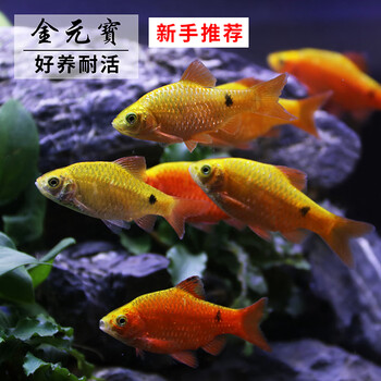 金光灯鱼活体金鱼灯金元宝小型鱼热带鱼观赏鱼灯科鱼宠物鱼金元宝3条装 送1条备损 图片价格品牌报价 京东