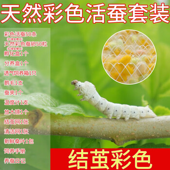 当天发货 沃绣蚕宝宝套装学生科普养蚕白蚕金丝蚕彩色蚕宝宝蚕卵蚕宝宝饲料食物新鲜桑叶天然彩蚕混色套装 发顺丰 图片价格品牌报价 京东