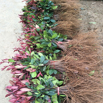 红叶石楠球红叶石楠树苗庭院别墅绿化苗木四季常青植物南北方栽种耐寒