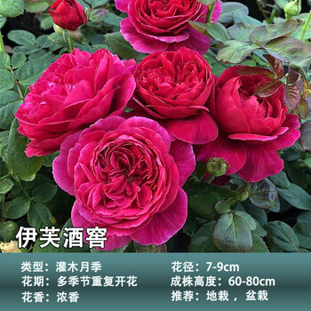 月季盆栽室内庭院花卉浓香花苗伊芙酒窖3050厘米不含盆