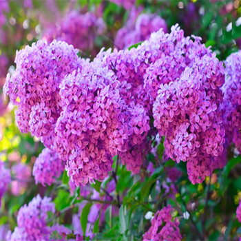 丁香花树苗 地栽别墅庭院绿化植物四季开花浓香 珍贵风景树木花卉苗木