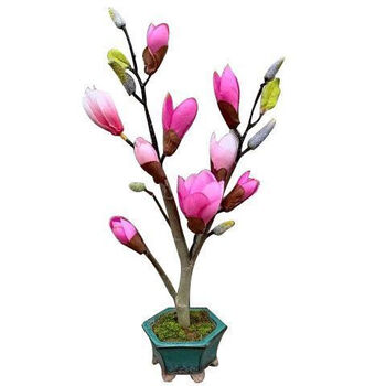 新品矮化嫁接盆栽玉兰树苗紫白玉兰花苗黄玉兰红玉兰耐寒苗木花卉二桥