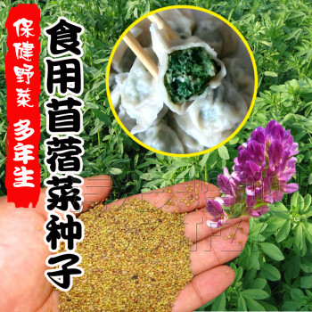 食用苜蓿菜种子东北野菜籽夏季紫花苜蓿芽四季野生多年生蔬菜种籽食用苜蓿菜实惠装50克分装 图片价格品牌报价 京东