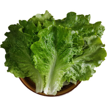 现采现发奶油生菜新鲜蔬菜沙拉菜可生吃叶菜加面包火锅涮菜 3斤(纸箱