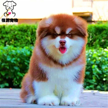 惟愿 纯种巨型阿拉斯加犬 西伯利亚雪橇犬熊版阿拉斯加幼犬活体 巨大型桃脸烟灰色阿拉狗狗狼版阿拉斯加狗宠物级公 图片价格品牌报价 京东