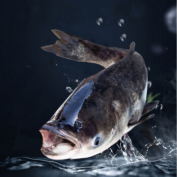 流连湾 活鱼千岛湖白花鲢鱼鳙鱼整条胖头鱼淡水鱼鲜活鱼 千岛湖正宗