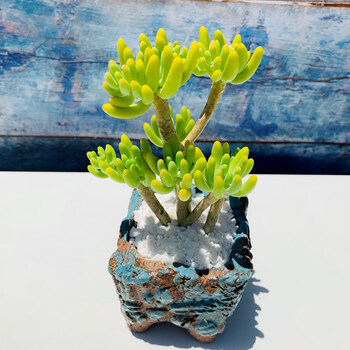 八千代绿色系多肉植物老桩稀有品种肉肉八千代 12厘米左右 不含盆 图片价格品牌报价 京东