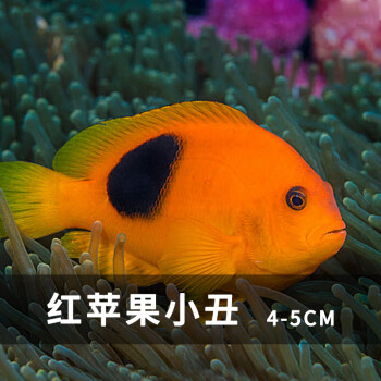 小丑魚活體活魚尼莫小丑魚海水魚鹹水活魚觀賞魚人工公子小丑白金養定