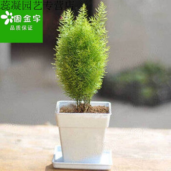花卉绿植小绒松盆栽桌面清新小盆景清除甲醛套装含盆