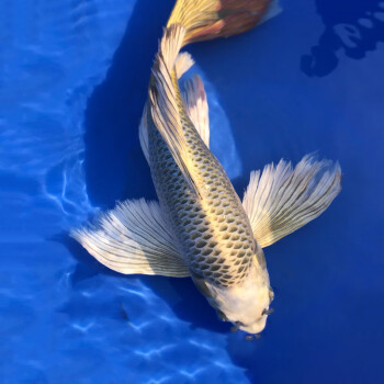 熊貓蝴蝶鯉冷水觀賞魚大長尾臺灣純種紅蝴蝶鯉球體錦鯉魚苗活體水財神