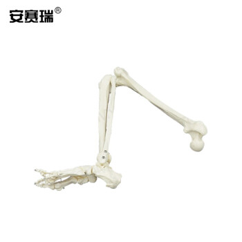 安赛瑞 关节模型 人体下肢骨模型 腿骨下肢骨脚膝踝关节脚趾头模型骨骼模型 外科骨科教学 601405