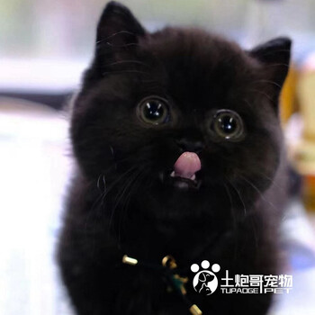 土炮哥宠物猫咪活体英短黑猫孟买黑猫纯黑玄猫英短蓝猫美短银虎斑宠物猫布偶银渐层幼猫活体纯种猫咪暹罗 图片价格品牌报价 京东